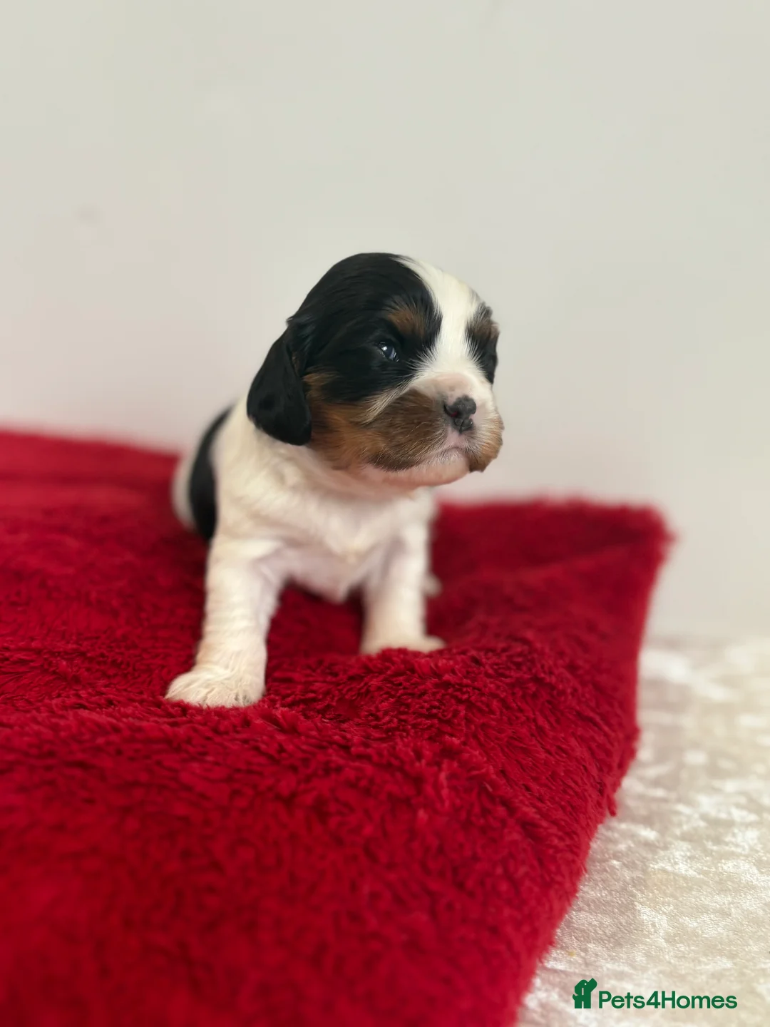 Cavalier King Charles Spaniel dogs for sale: 1 tri girl left - kc & health tested parents ❤️ - Advert 14