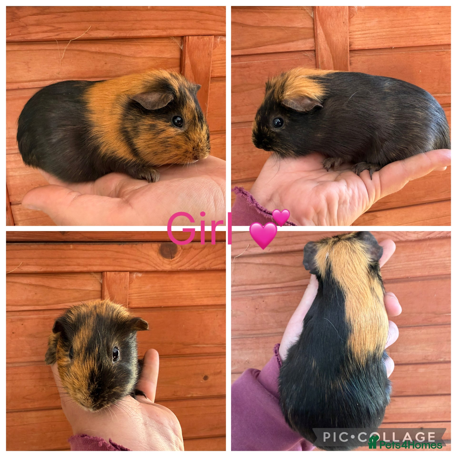 Guinea Pig rodents 3 Female, 3 male guinea pigs for new homes  - Advert 1