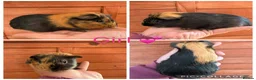 Guinea Pig rodents for sale: 6 Female, 3 male guinea pigs for new homes  - Advert 3