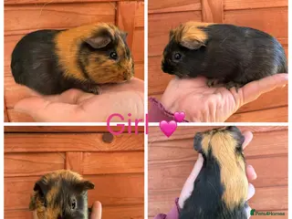 Guinea Pig rodents for sale: 3 Female, 3 male guinea pigs for new homes - Advert 1