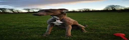 Whippet dogs for stud: KC Whippet for stud - Advert 3