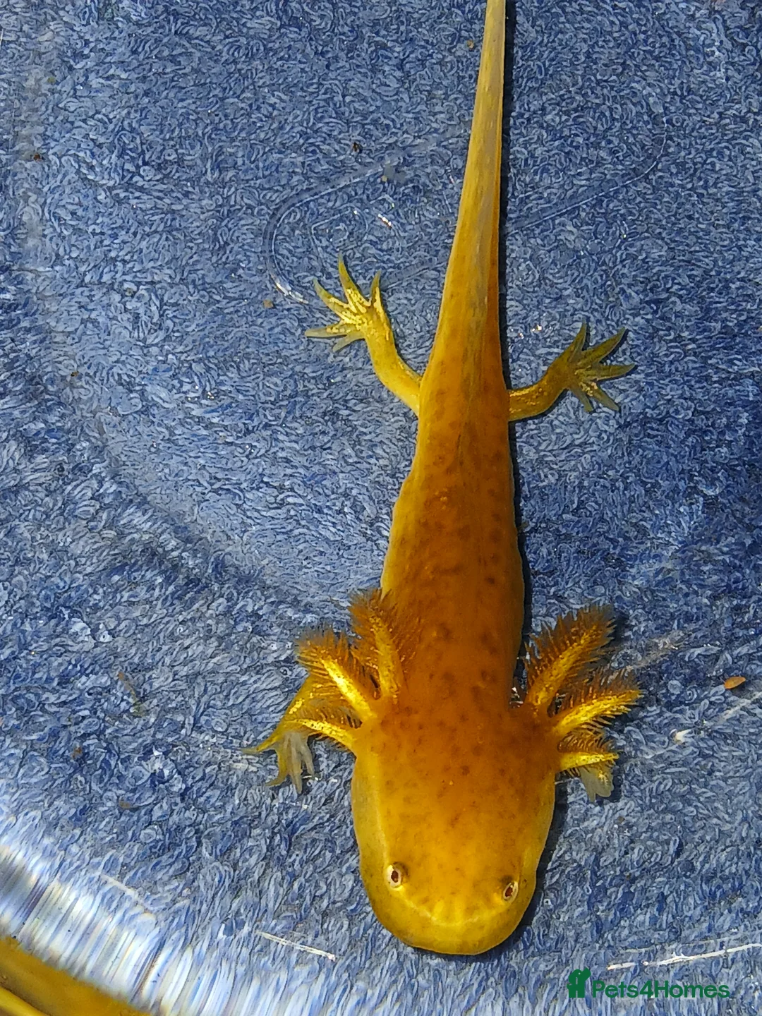 Other/Mixed Breed fish for sale: Axolotls babies gold and copper  - Advert 23