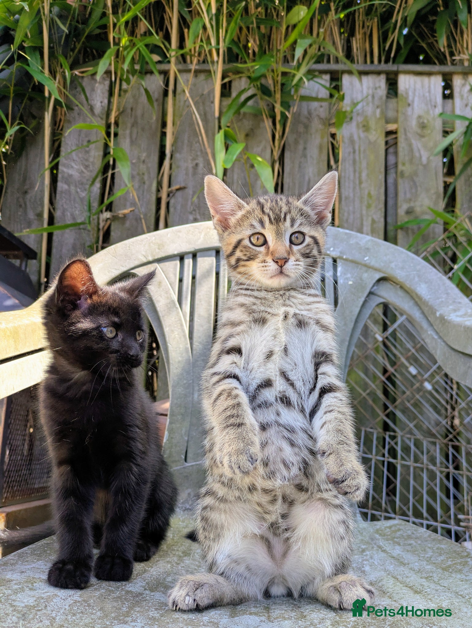 Bengal cats Brown Bengal boys and black melanistic girl  - Advert 5