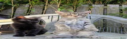 Bengal cats for sale: Brown Bengal boys and black melanistic girl  - Advert 1