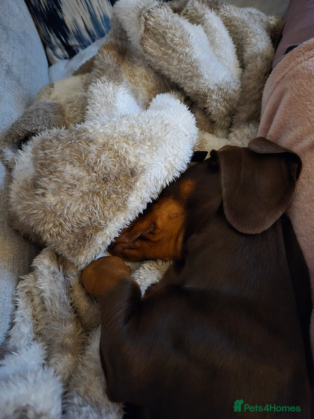 Dachshund dogs for sale: Lilly miniature dachshund  in Mexborough - Advert 5