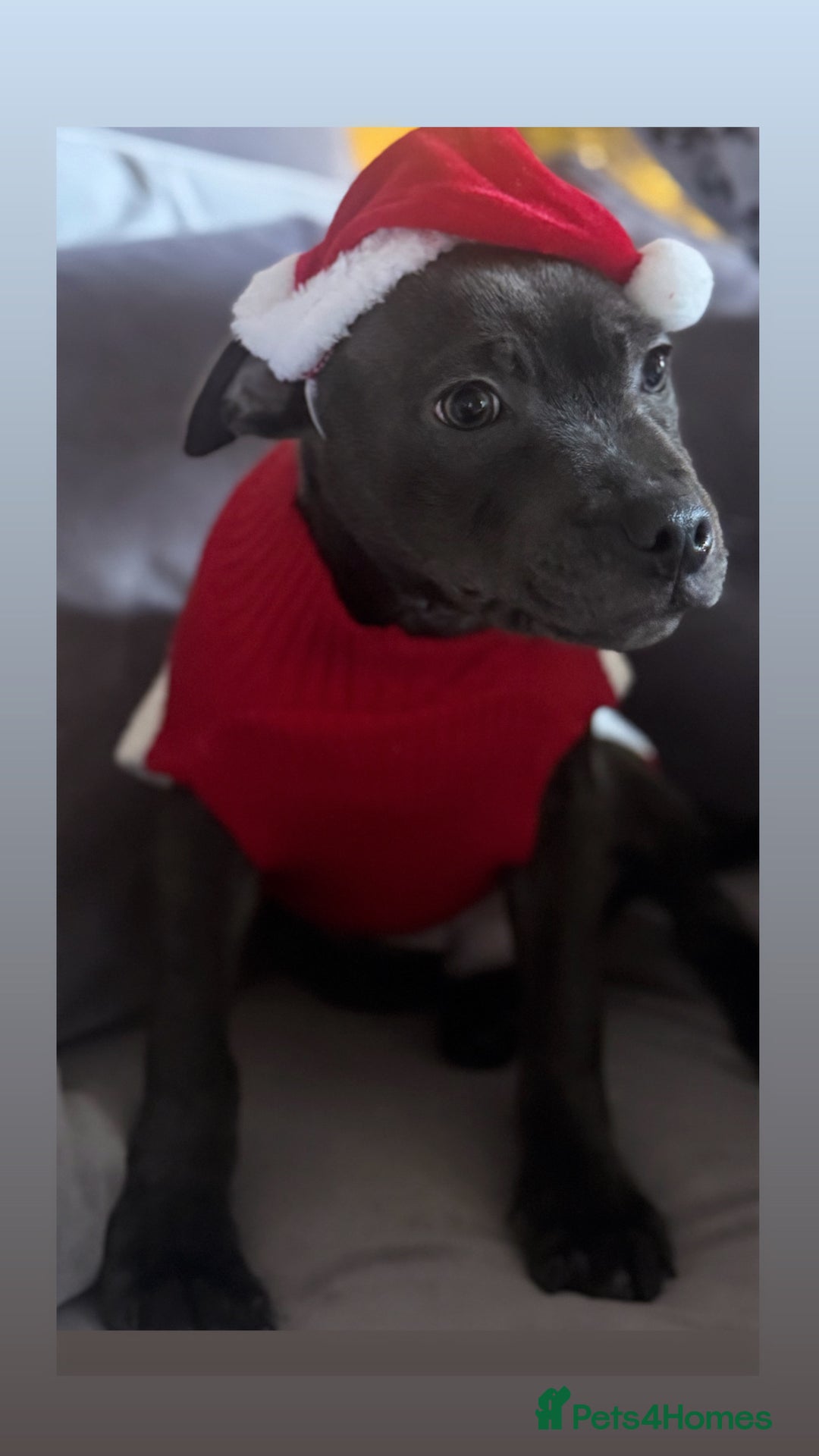 Staffordshire Bull Terrier dogs for sale: LAST BOY Stunning 🔵Staff pups KC READY TO GO ❤️❤️ - Advert 16