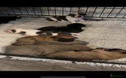 Staffordshire Bull Terrier dogs for sale: Outstanding dual breeding  - Image 6