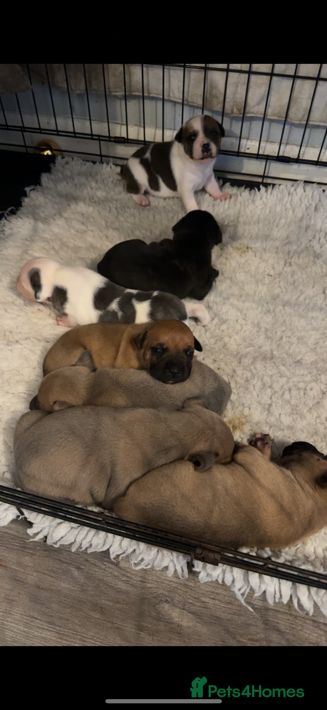 Staffordshire Bull Terrier dogs for sale: Outstanding dual breeding  - Image 6