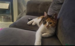 Mixed Breed cats for sale: Female cat - Image 2