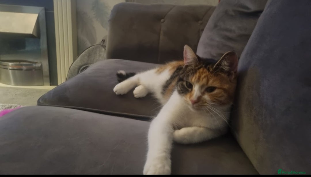 Mixed Breed cats for sale: Female cat - Image 2