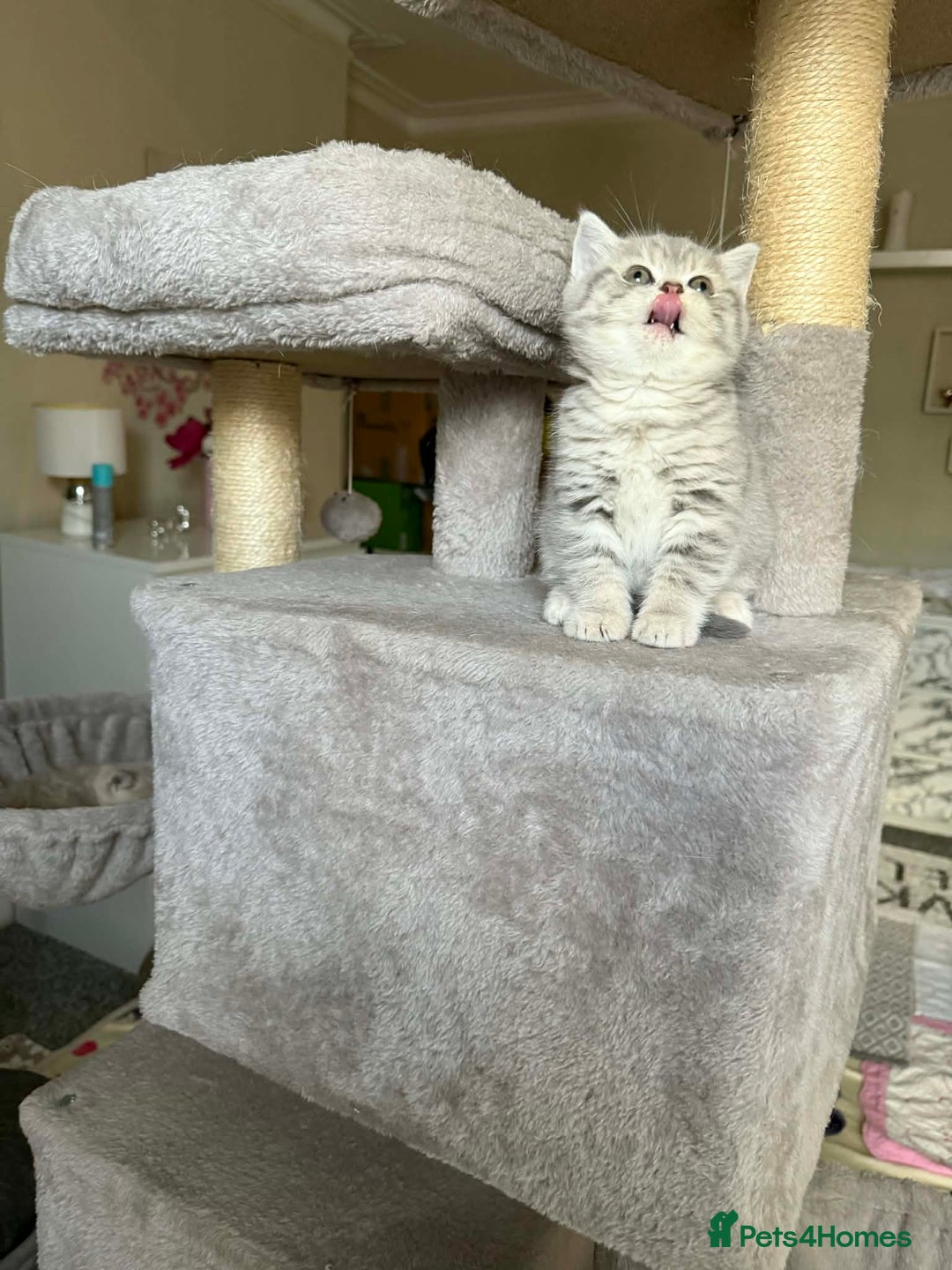 British Shorthair cats for sale: British shorthair kittens for sale  - Advert 19