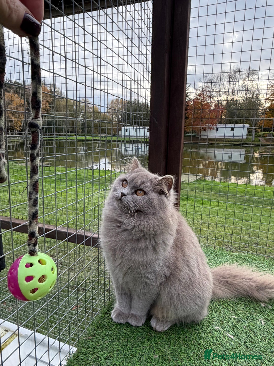 British Shorthair cats for sale: British Shorthair  - Advert 8