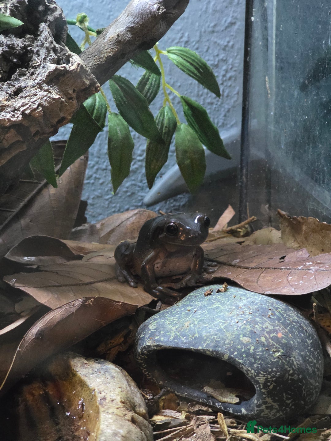 Frog reptiles for sale: 2 Whites Tree Frogs plus full set up - Advert 4