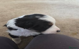 Bordoodle dogs for sale: F2 Bordoodle puppies - Image 18