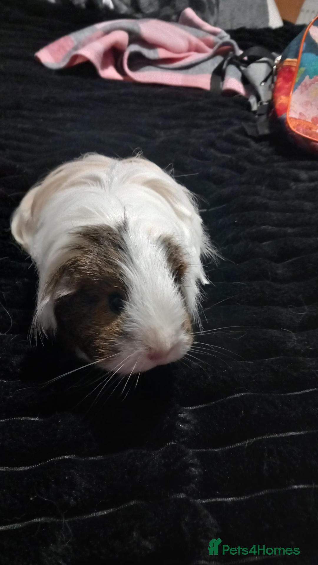 Guinea Pig rodents for sale: Two female guinea pigs - Advert 1