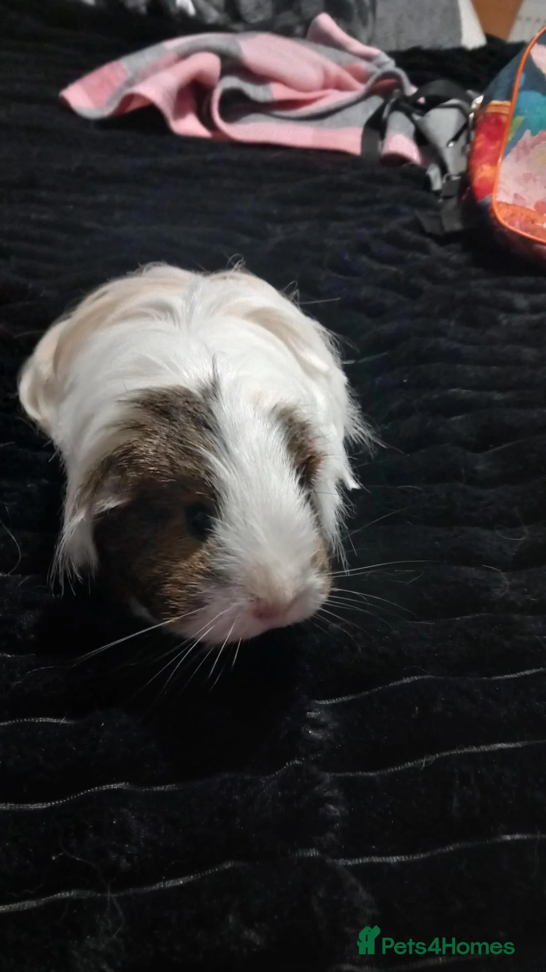 Guinea Pig rodents for sale: Two female guinea pigs - Advert 1