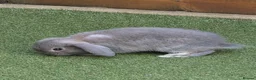 Mini Lop rabbits for sale: Beautiful mini lops - Advert 4