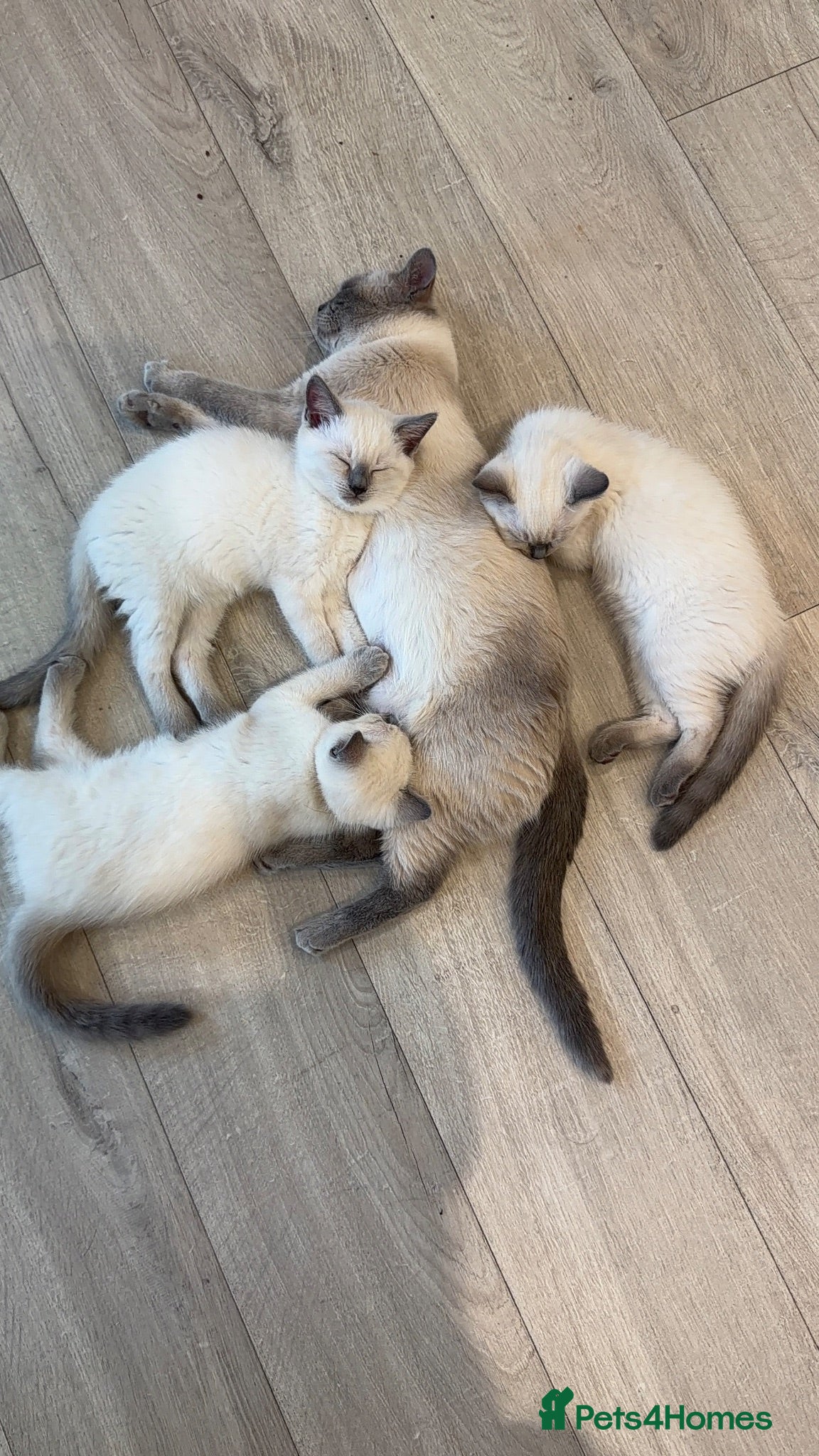 Mixed Breed cats Ready to go! Ragdoll x British Shorthair Kittens - Advert 11
