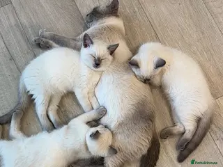 Mixed Breed cats Ready to go! Ragdoll x British Shorthair Kittens - Advert 11