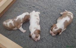 Cavalier King Charles Spaniel dogs for sale: 3 Stunning Cavalier King Charles Pups *DNA CLEAR* - Image 2
