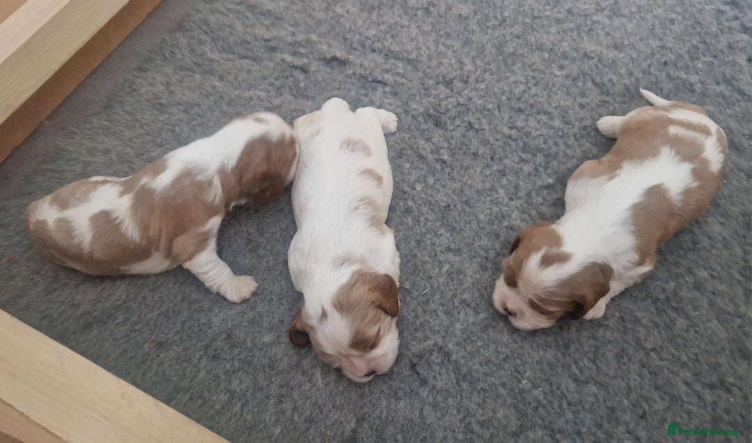 Cavalier King Charles Spaniel dogs for sale: 3 Stunning Cavalier King Charles Pups *DNA CLEAR* - Image 2