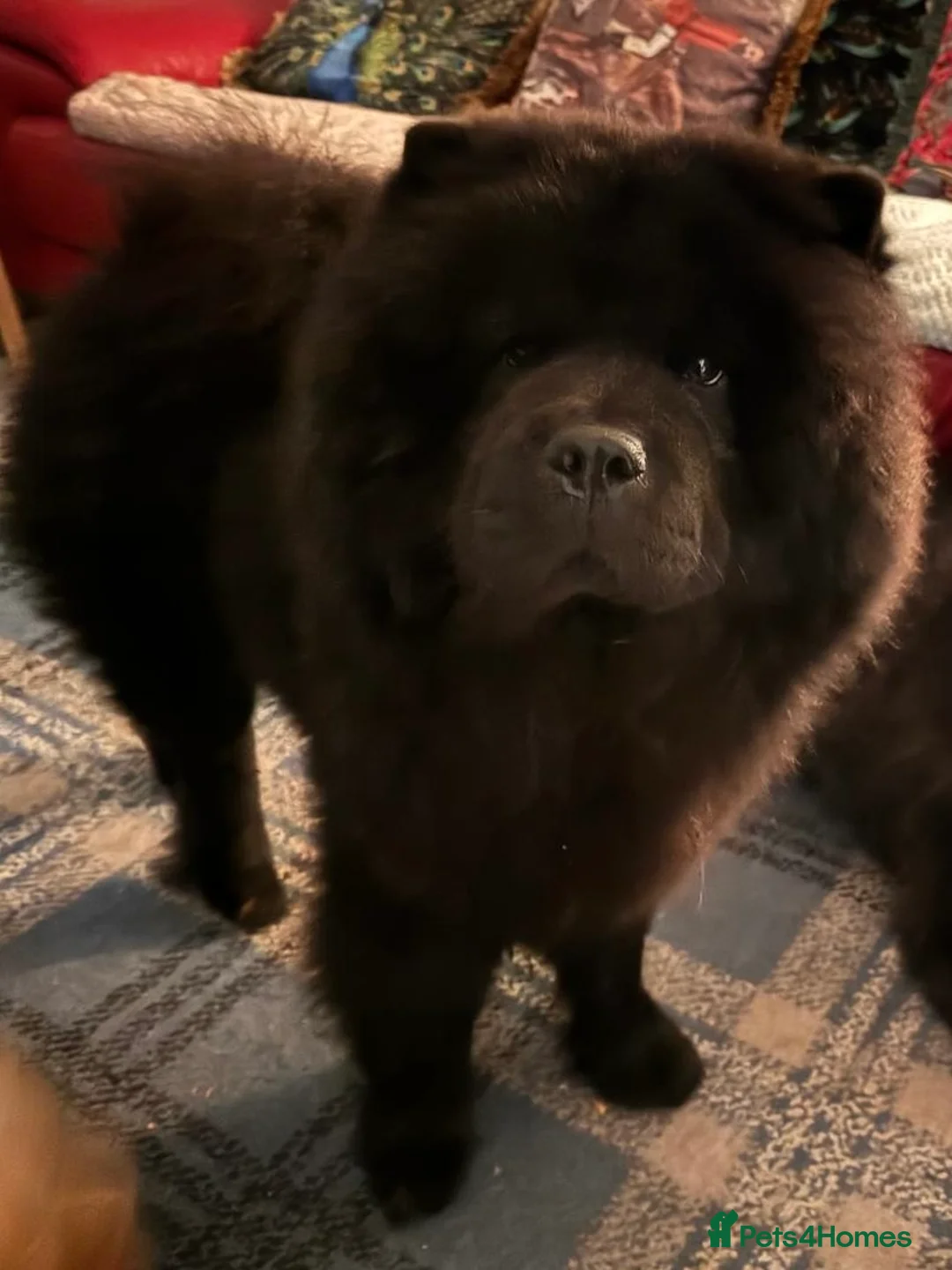 Chow Chow dogs for sale: Lovely Black 2year old Chow Chow boy KC registered in Bristol - Advert 2
