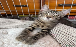 Domestic Shorthair cats for adoption: Adopt from Cats in Crisis East London  - Image 3