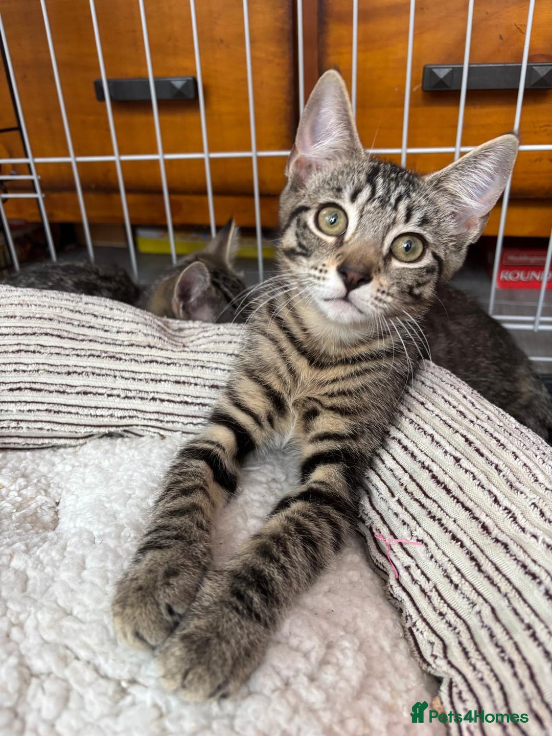 Domestic Shorthair cats for adoption: Adopt from Cats in Crisis East London  - Image 3