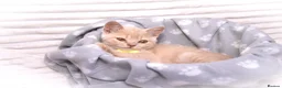 British Shorthair cats for sale: Cream British Shorthair Boy 🧸 - Advert 13
