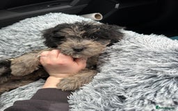 Cockapoo dogs for sale: Merle Cockapoo pup - Image 3