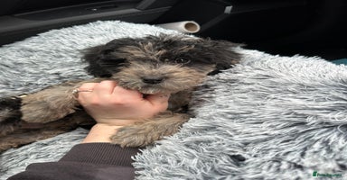 Cockapoo dogs - Advert 4