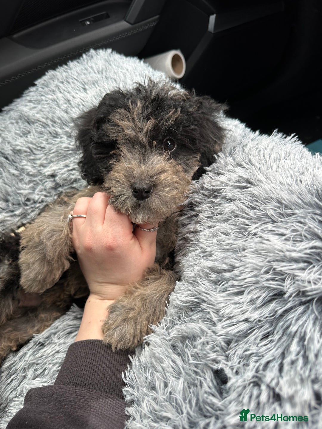 Cockapoo dogs for sale: Merle Cockapoo pup - Image 3