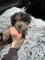 Cockapoo dogs - Advert 3