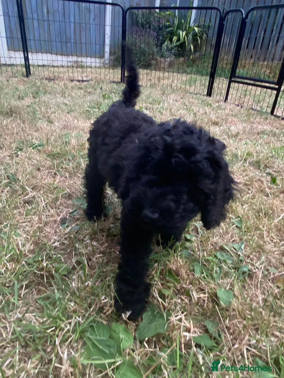 Cockapoo dogs for sale: Ready Now f1b Black & Brown Cockapoo Puppies! 🐾 - Advert 2