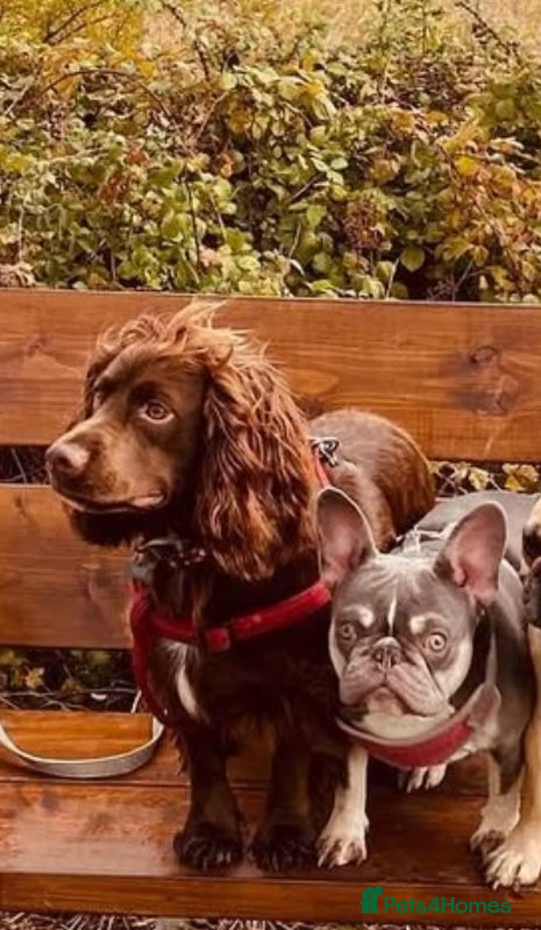 French Bulldog dogs for sale: Fifi - loving frenchie for rehome in Ashford - Advert 3
