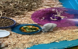 Hamster rodents for sale: Hampster  - Image 2