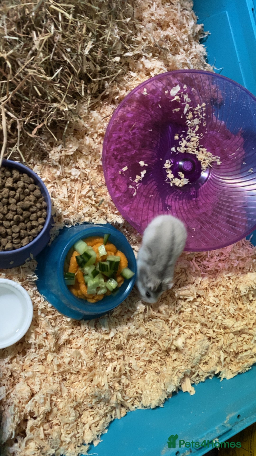 Hamster rodents for sale: Hampster  - Image 2