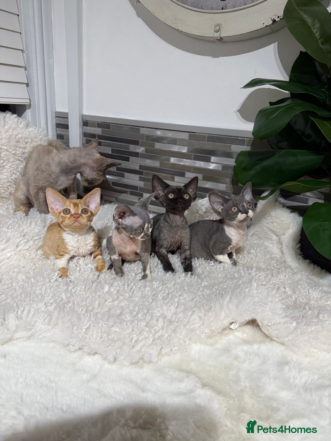 Devon Rex cats for sale: Devon Rex Kittens  - Image 18