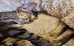 Sphynx cats for sale: Beautiful Sphynx X Siamese kittens - Image 27