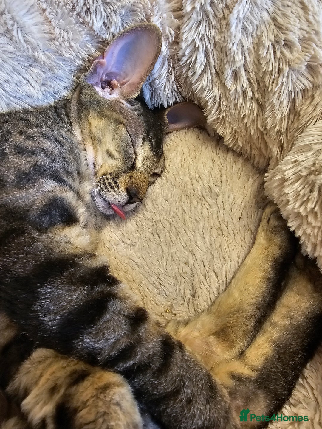 Sphynx cats for sale: Beautiful Sphynx X Siamese kittens - Image 27