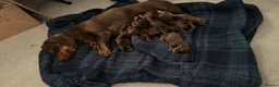 Dachshund dogs for sale: Beautiful dachshund puppies  - Advert 12