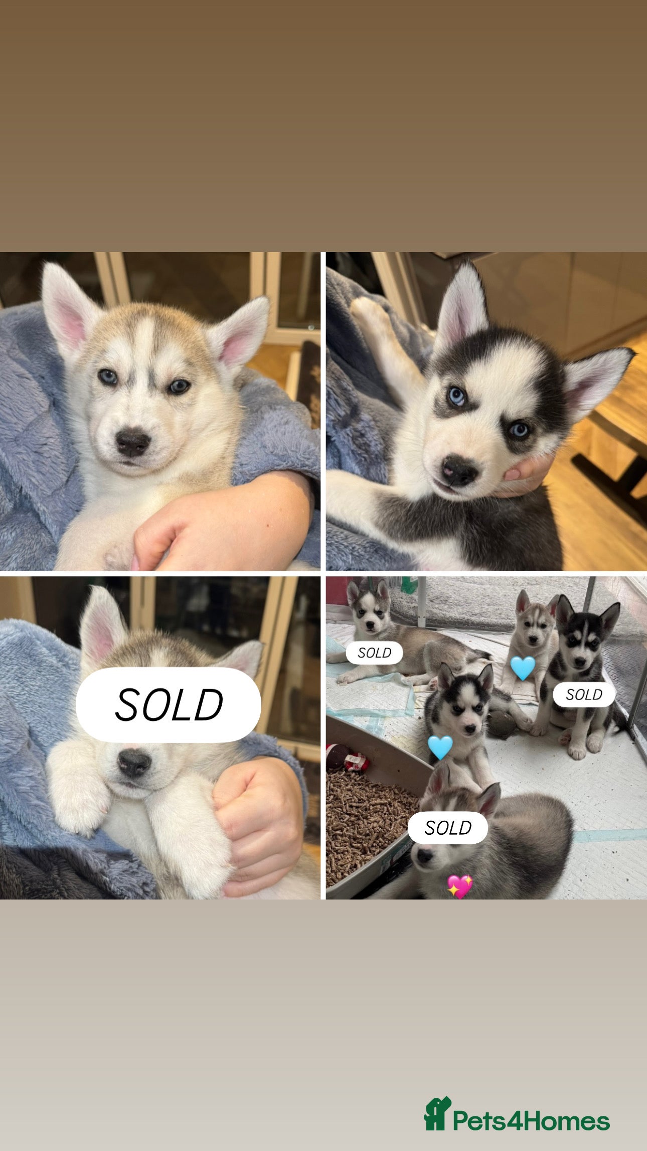Siberian Husky dogs READY NOW KC REG SIBERIAN PUPS 2 BOYS LEFT - Advert 1