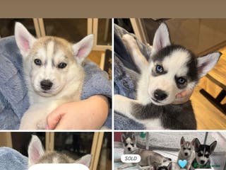 Siberian Husky dogs READY NOW KC REG SIBERIAN PUPS 2 BOYS LEFT - Advert 1
