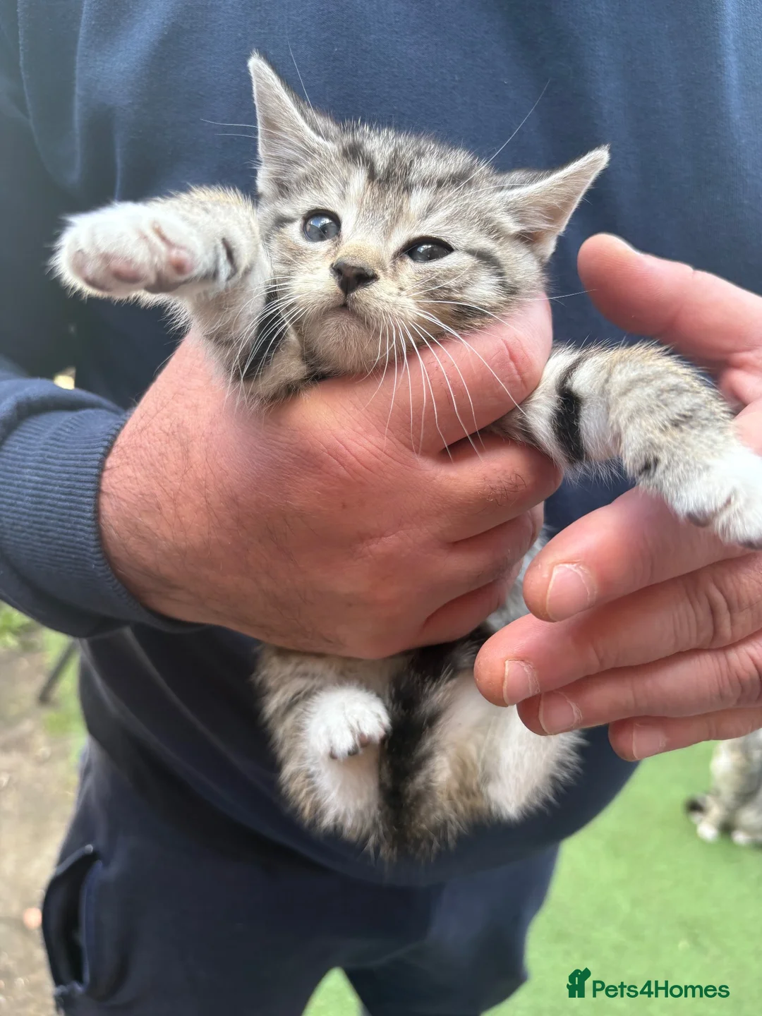 Mixed Breed cats for sale: Kittens looking for a new home  in Leigh - Advert 10