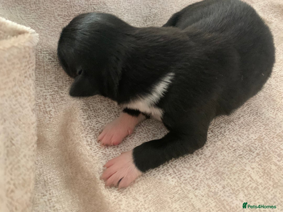 Border Collie dogs for sale: Pure Border Collie pups  - Advert 21