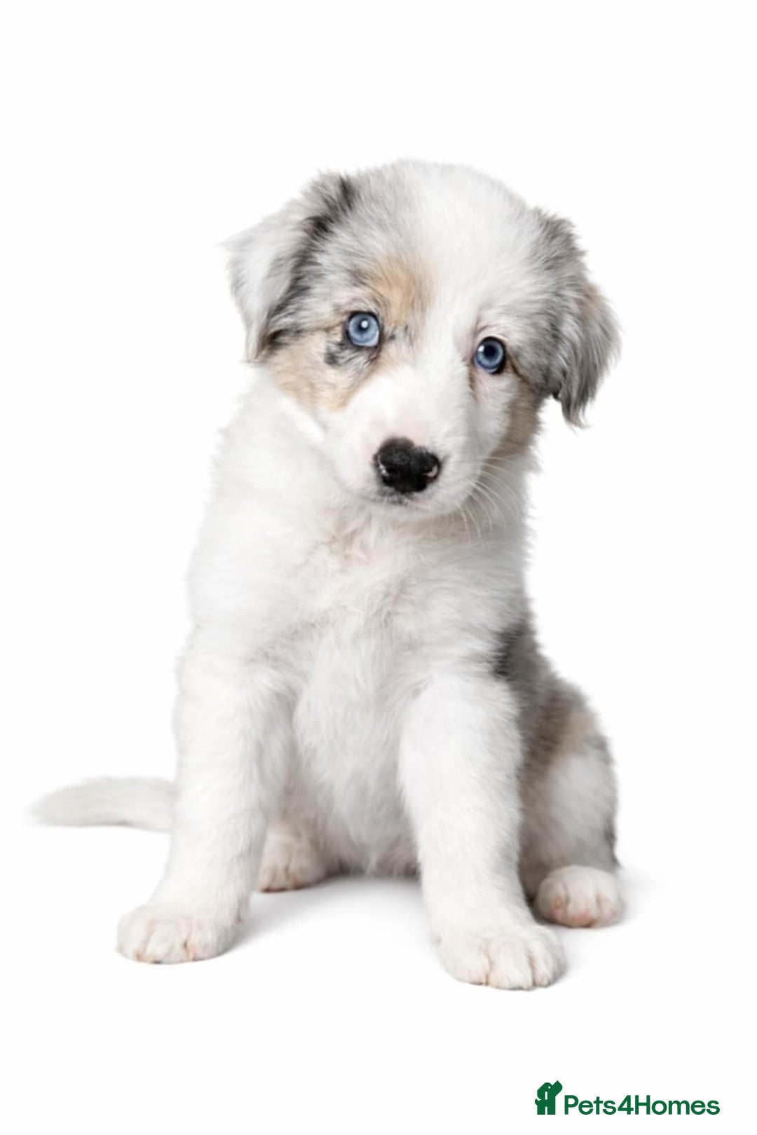 Border Collie dogs for sale: Border collie blue marble puppies - Advert 5