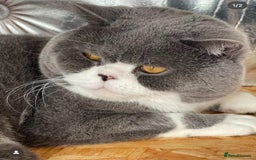 British Shorthair cats for sale: GCCF British Shorthair Kittens Champion Bloodlines - Image 23