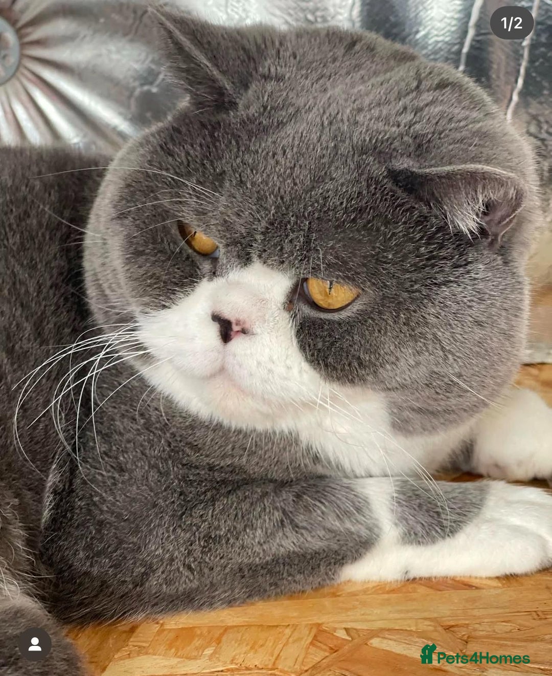 British Shorthair cats for sale: GCCF British Shorthair Kittens Champion Bloodlines - Image 23
