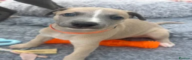 Orange Boy 