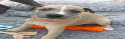 Whippet dogs for sale: KC whippet puppies  - Advert 21